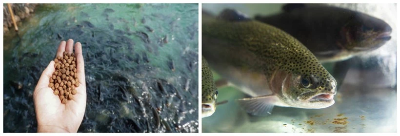 fish food fish food