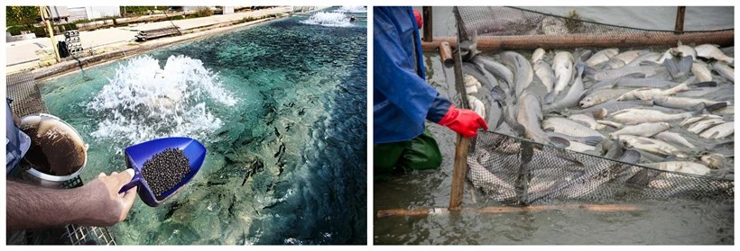 fish farming fish farming